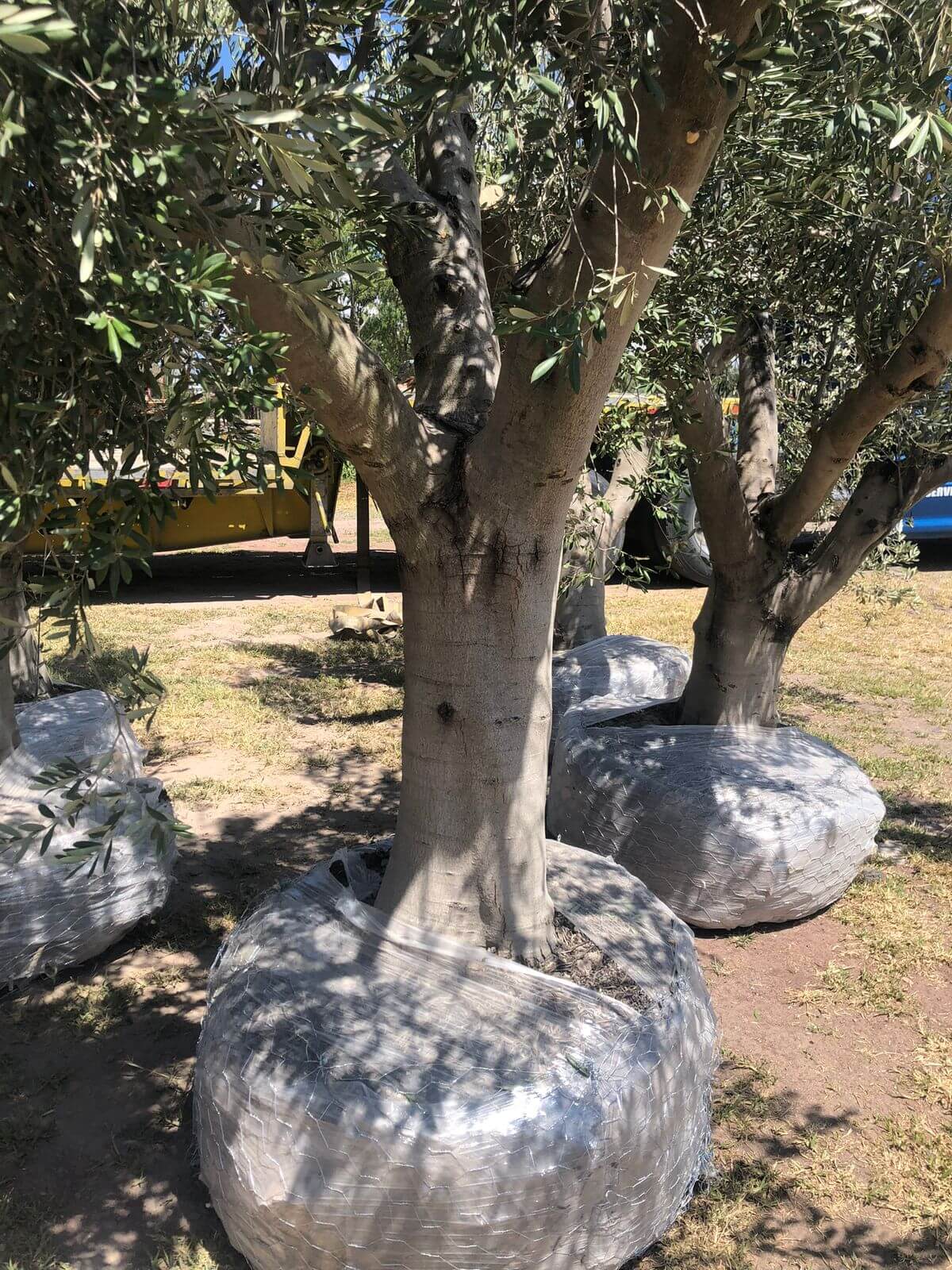 Olivo urbano